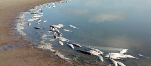 Mortandad de peces en el lago artificial