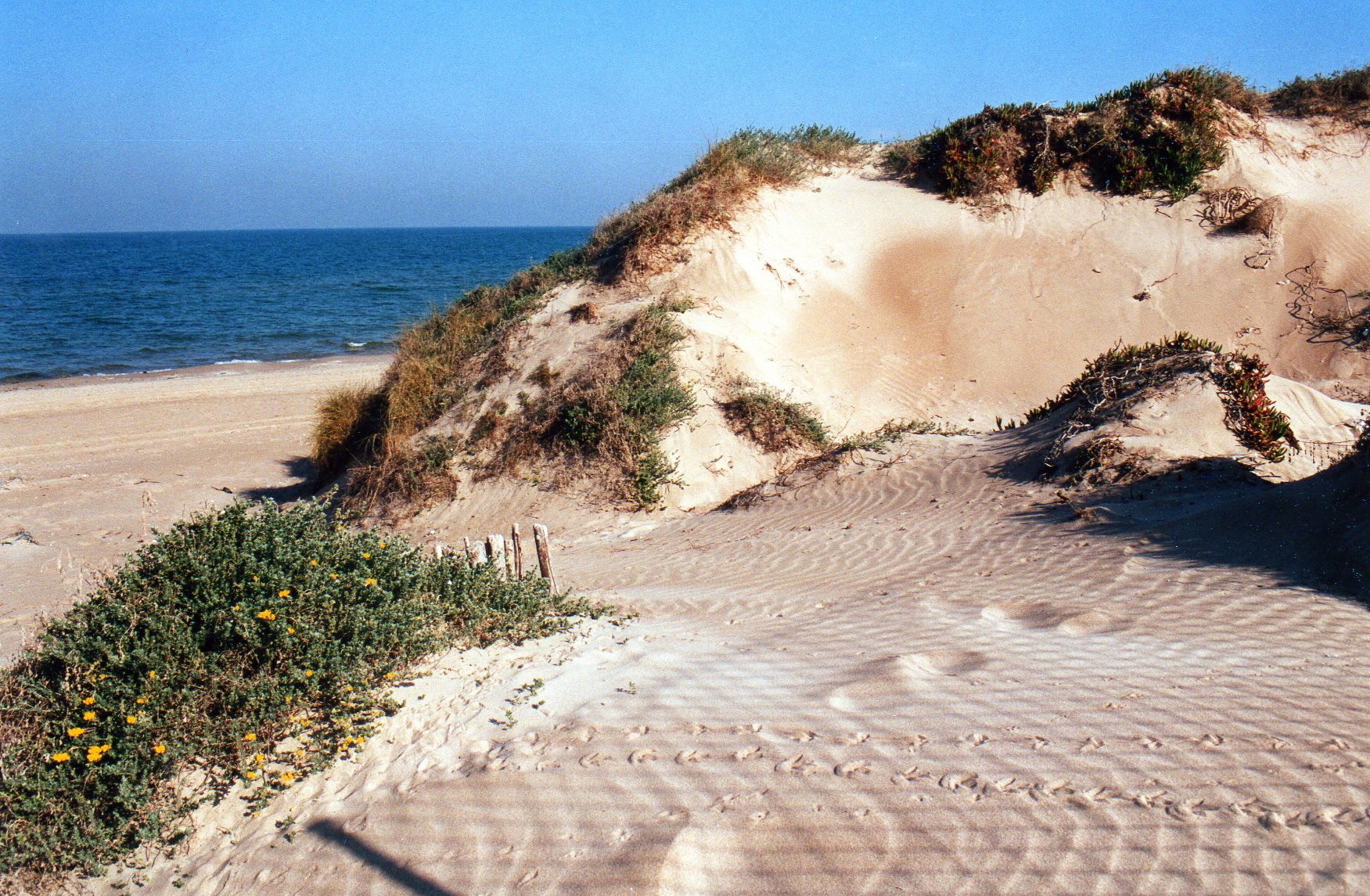 El cordon dunar y la playa de la dehesa
